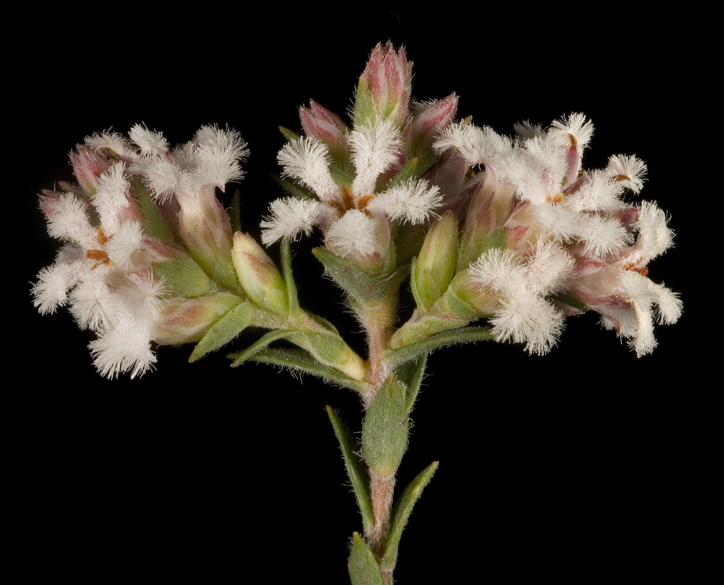 Слика од Leucopogon polymorphus Sond.