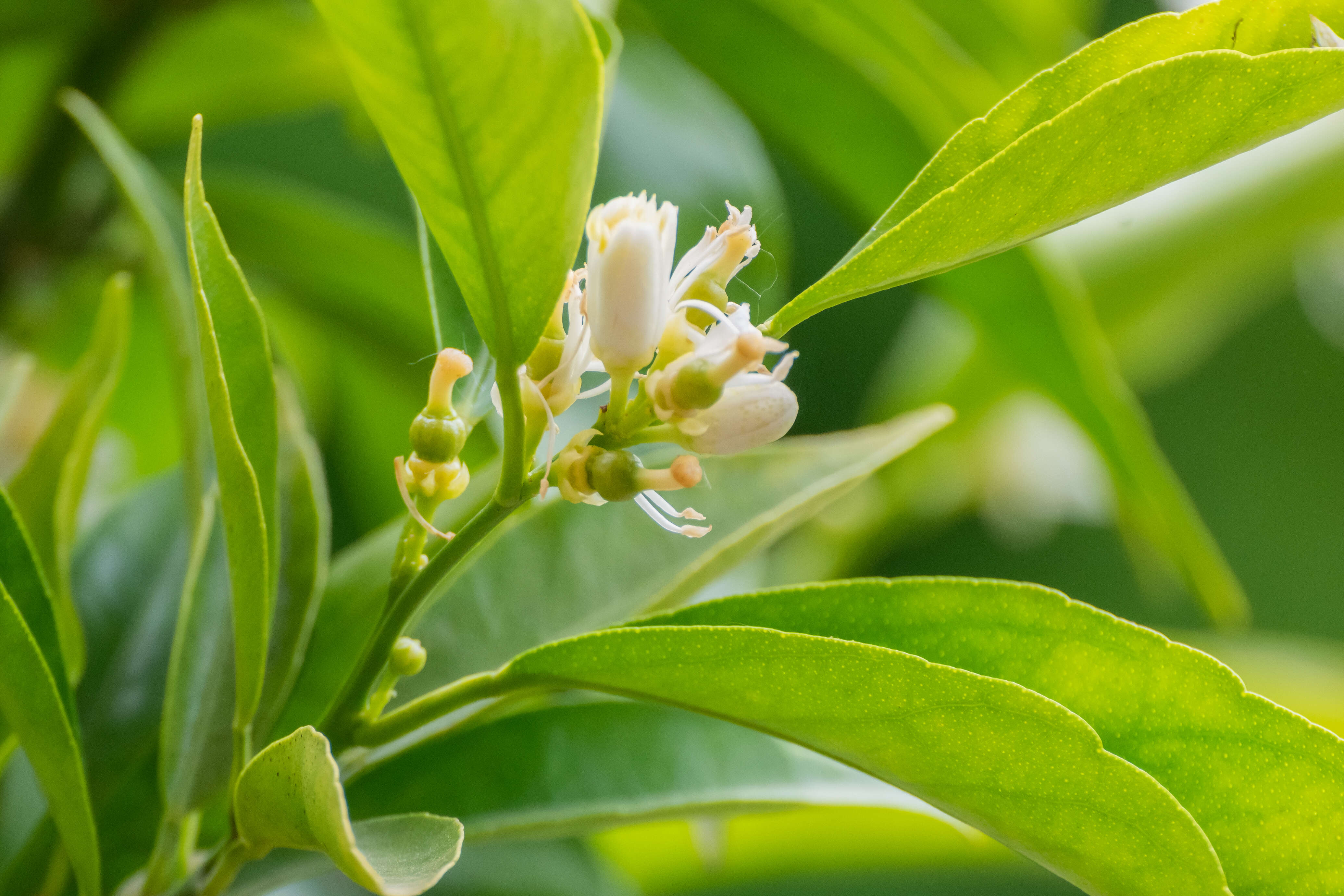 Image of Citrus × clementina