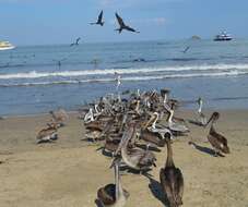 Image of California brown pelican