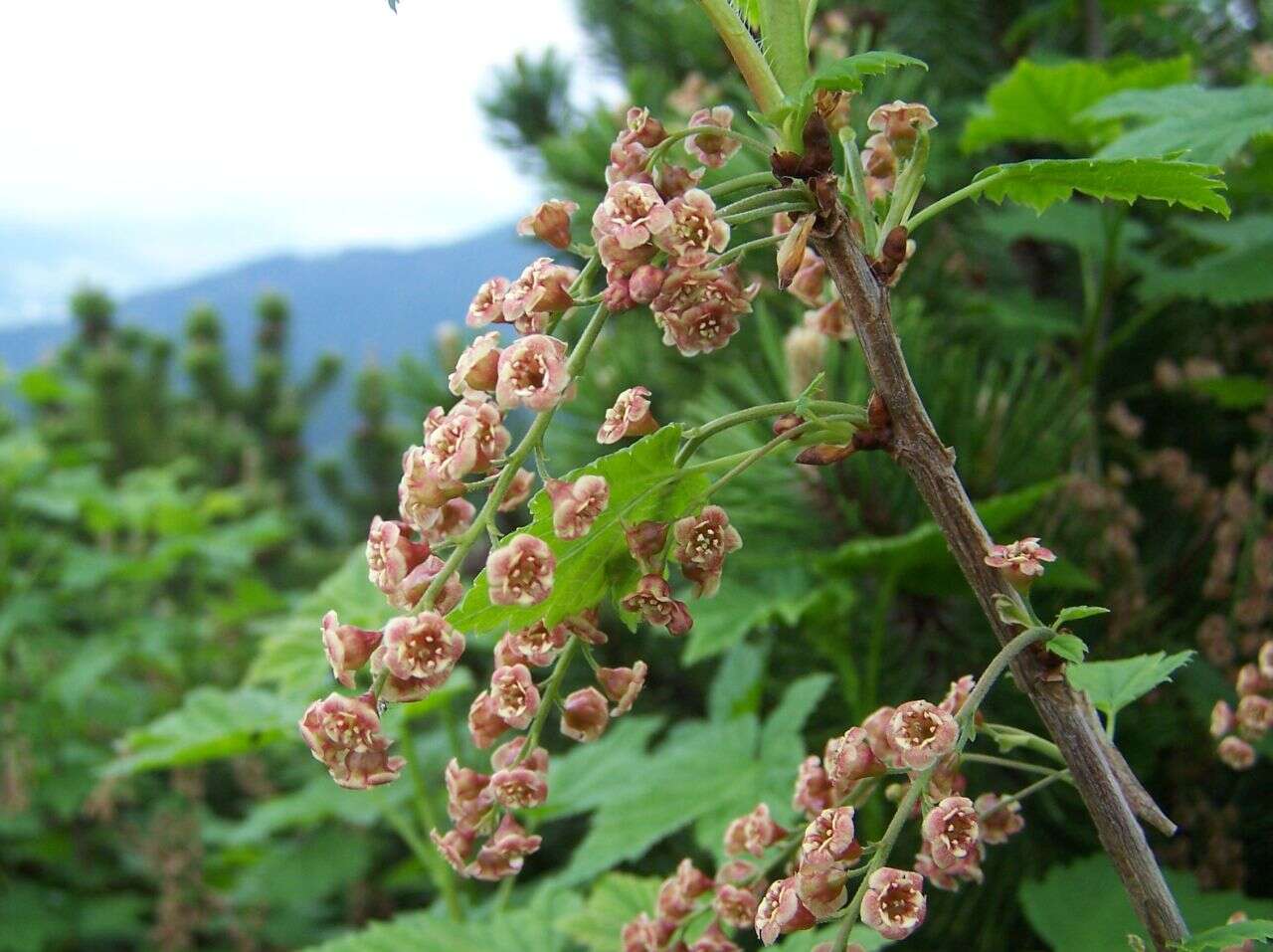 Image of Rock Red Currant