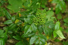 Image of Hollyleaved barberry