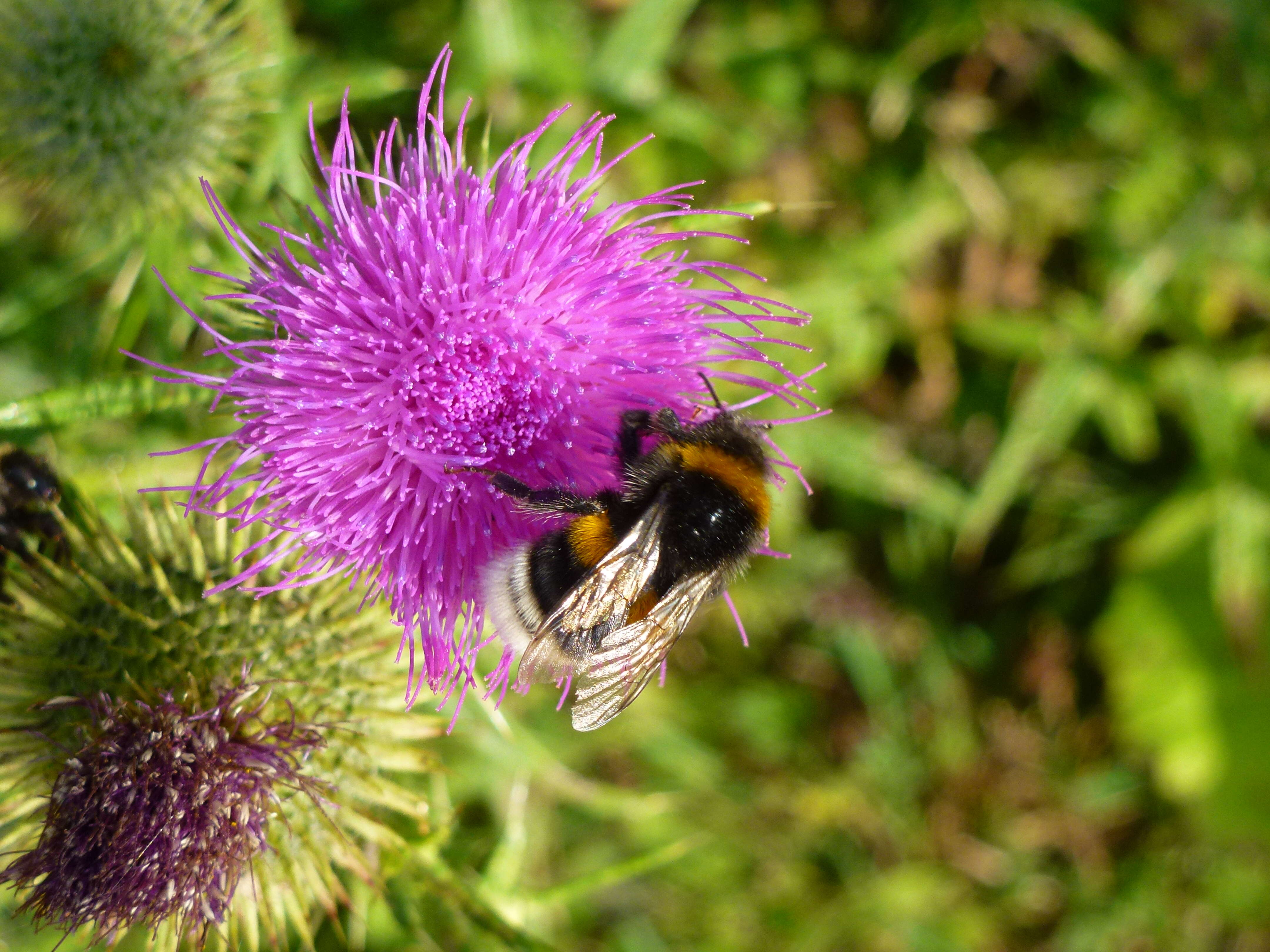 Image of Bombus magnus Vogt 1911