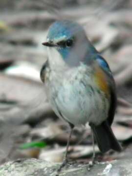 Image of Orange-flanked Bush-Robin