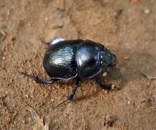 Image of Anoplotrupes