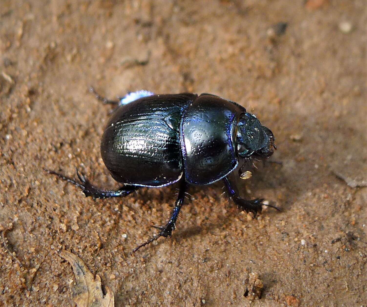 Image of Anoplotrupes