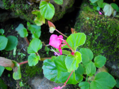 Слика од Begonia cucullata Willd.