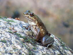 Image of Megaelosia Miranda-Ribeiro 1923