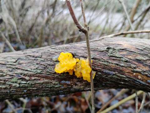 Image of Witches butter