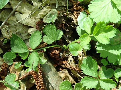 Image of Water Avens