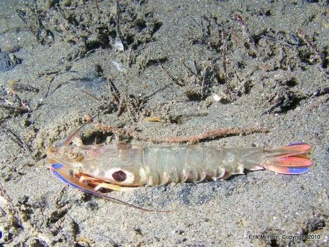Image of rock shrimps