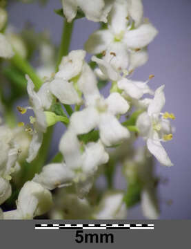 Imagem de Galium boreale L.