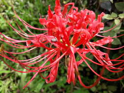 Image of red spider lily