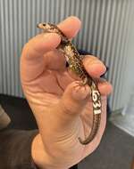 Image of Chesterfield skink