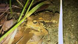 Image of Japanese Common Toad