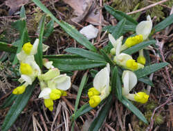 Image of shrubby milkwort