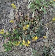 Слика од Petrosedum rupestre (L.) P. Heath