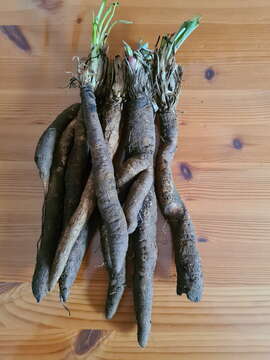 Image of black salsify