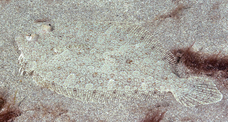 Image of Wide-eyed Flounder