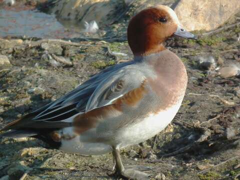 Image of Eurasian Wigeon