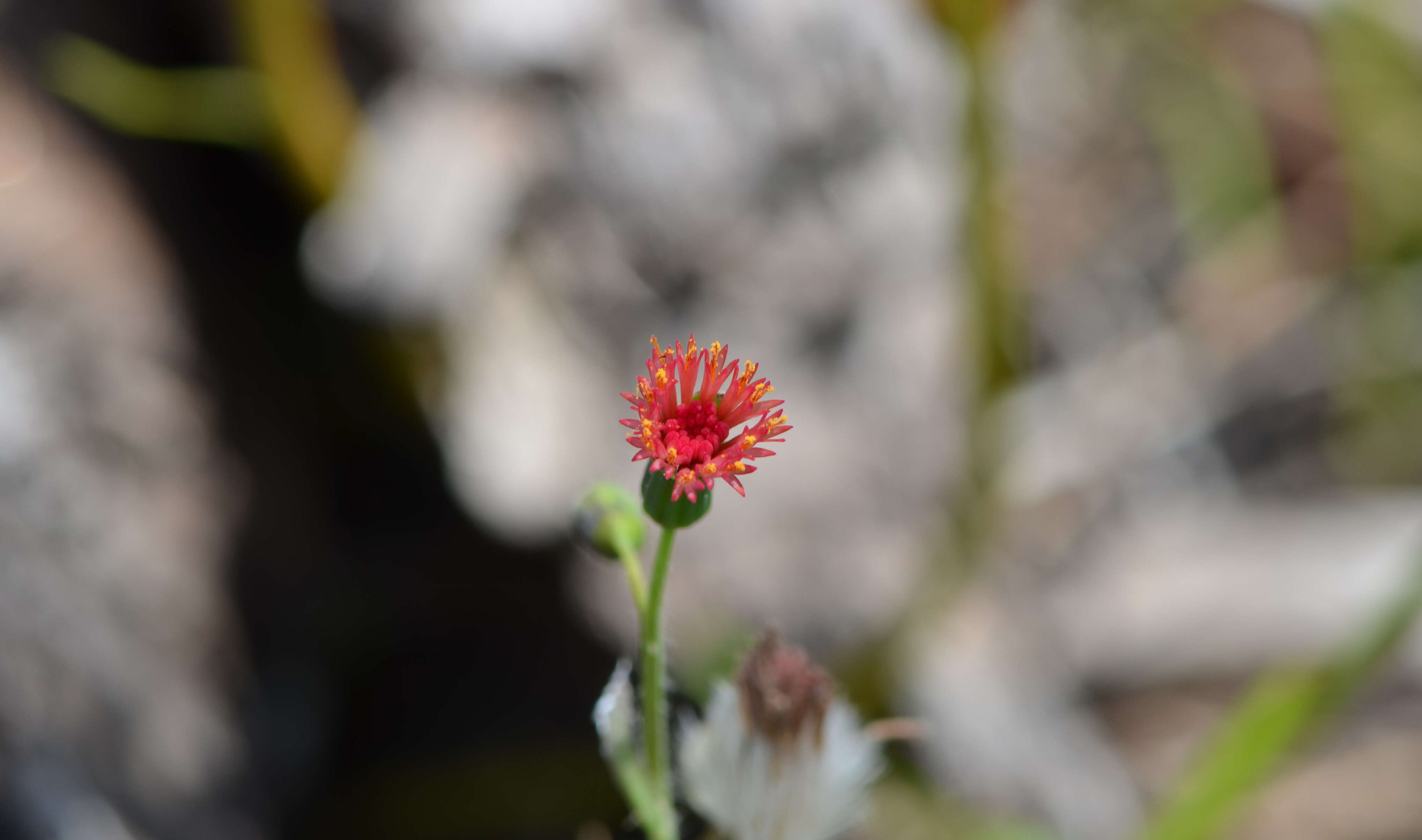 Image of Florida tasselflower