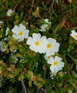 Image of Montpelier cistus