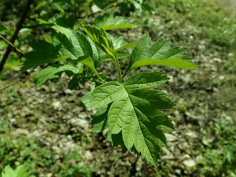 Image de Crataegus maximowiczii C. K. Schneid.