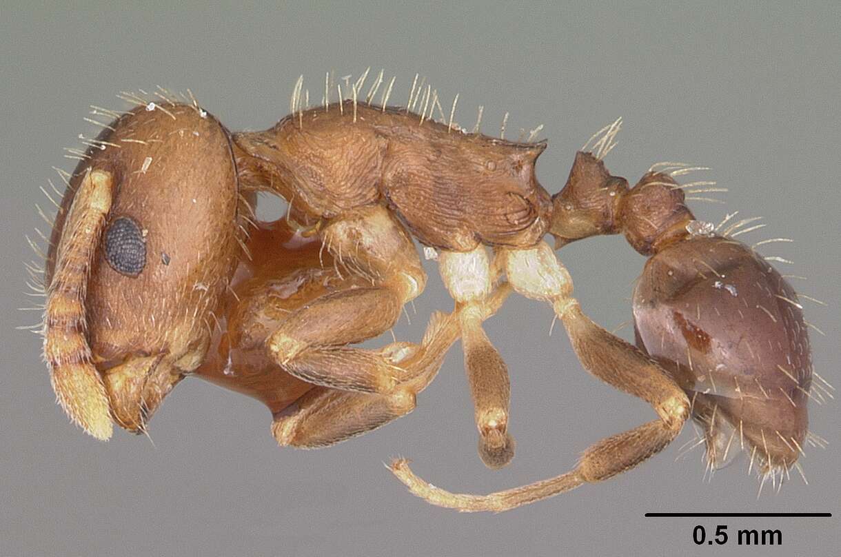 Image de Temnothorax americanus