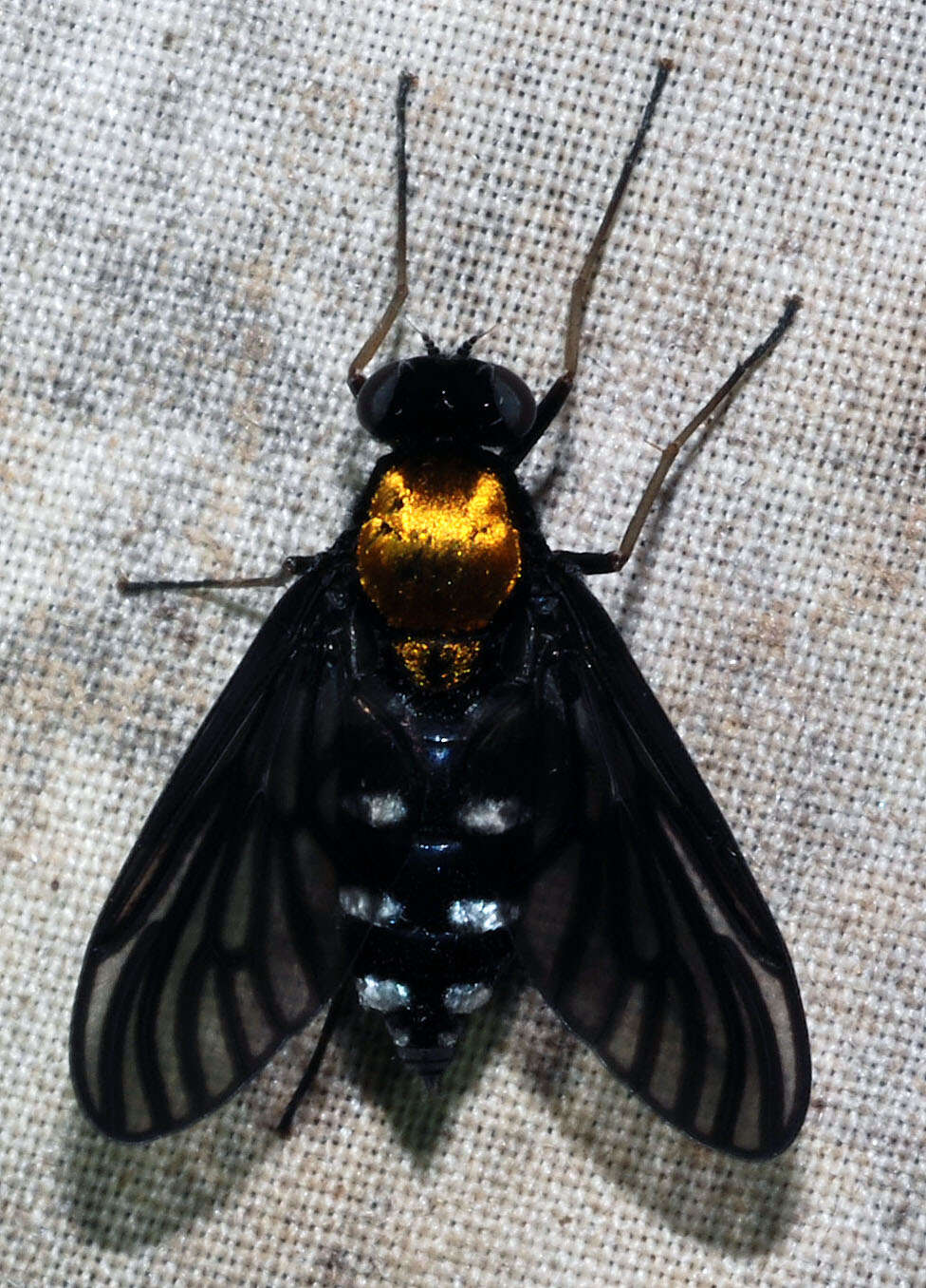 Image of Golden-backed Snipe Fly