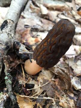 Plancia ëd Morchella angusticeps Peck 1887