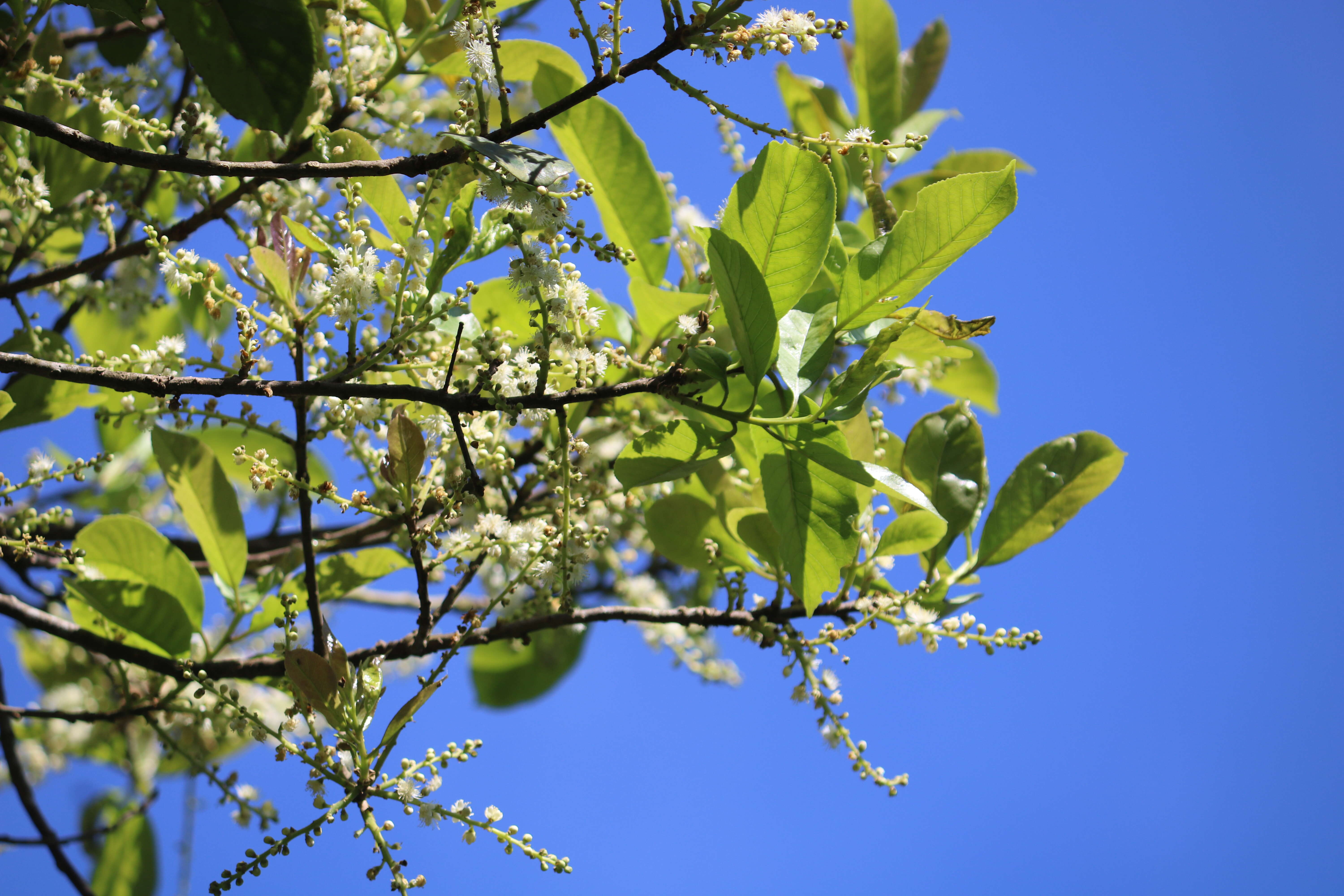 Image of Symplocos cochinchinensis (Lour.) Moore