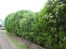 Image of orange jasmine