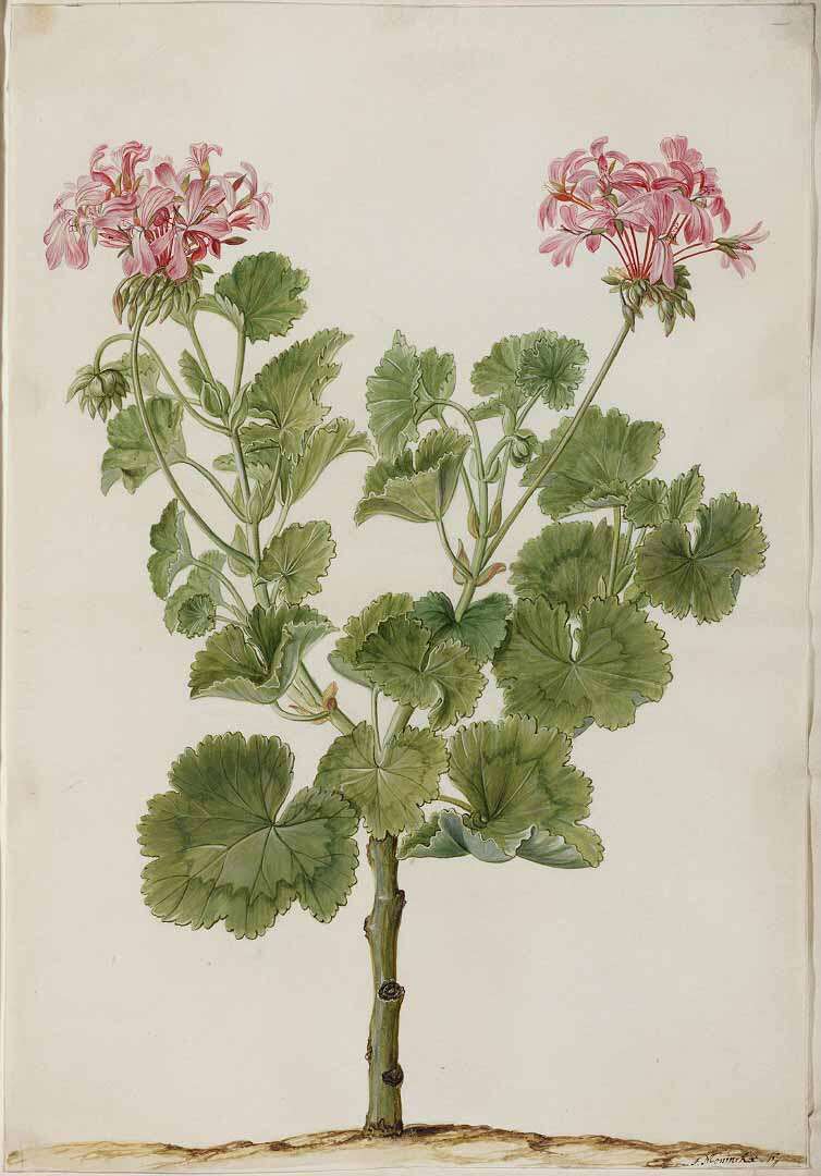 Image of horseshoe geranium