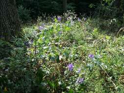 Image of Manchurian monkshood