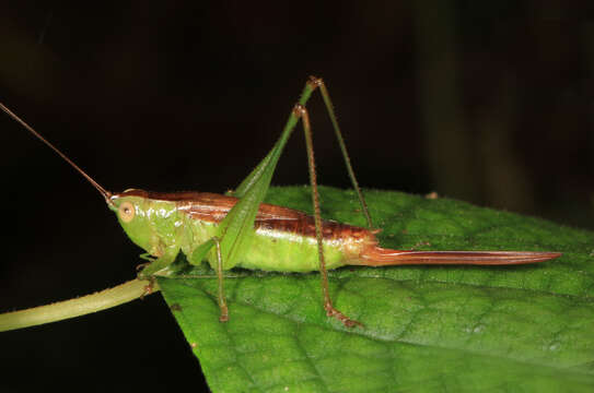 Слика од Conocephalus (Conocephalus) brevipennis (Scudder & S. H. 1862)