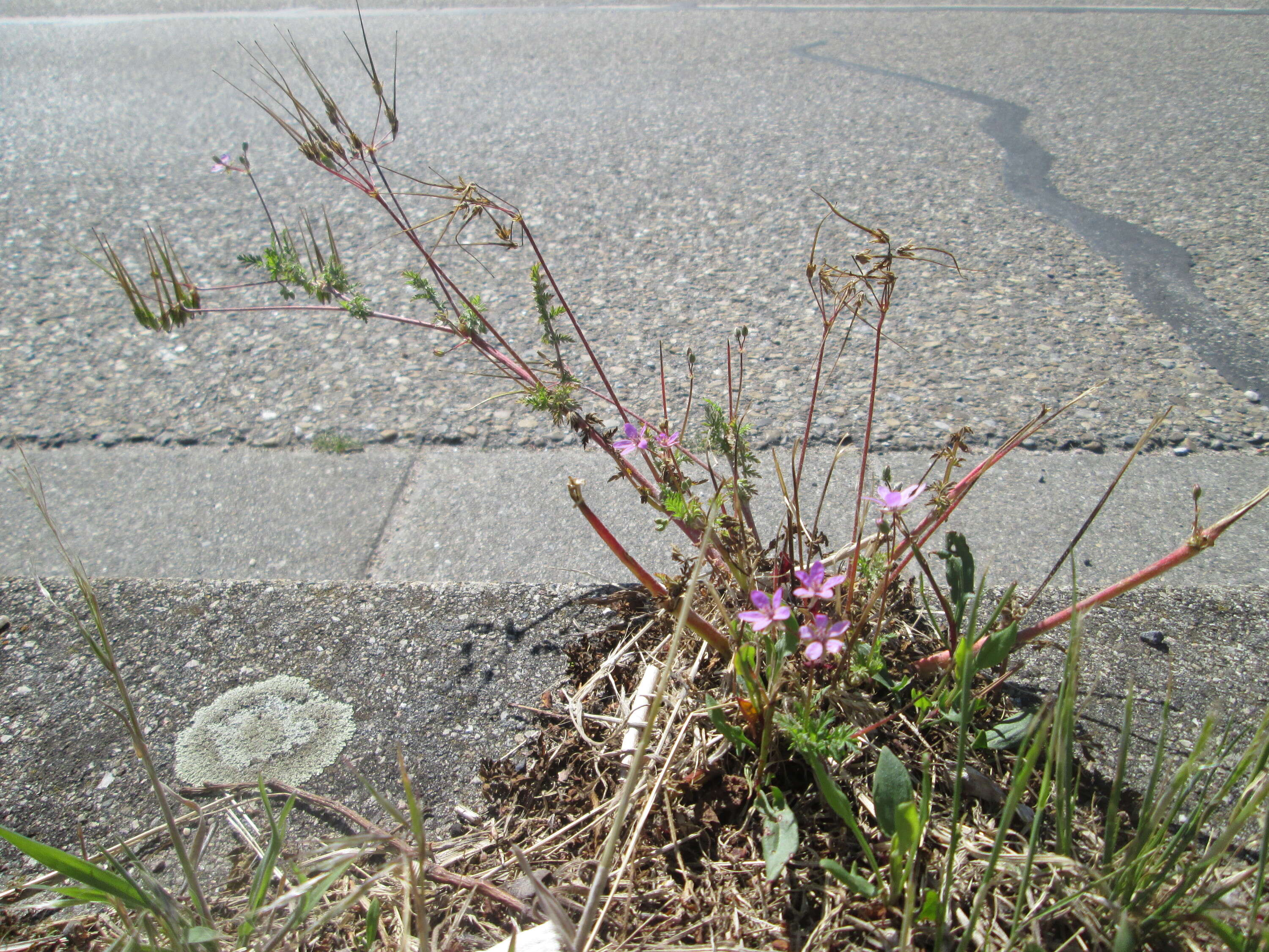 Image of Common Stork's-bill