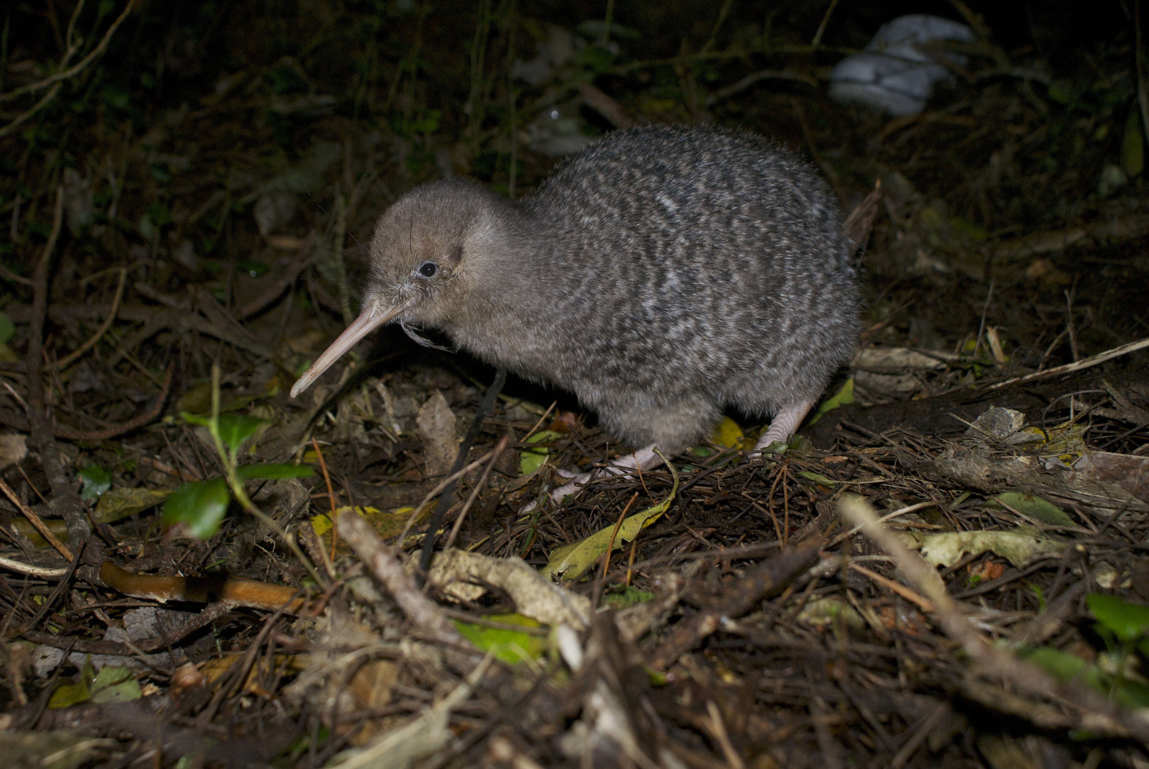 Image of Little Spotted Kiwi