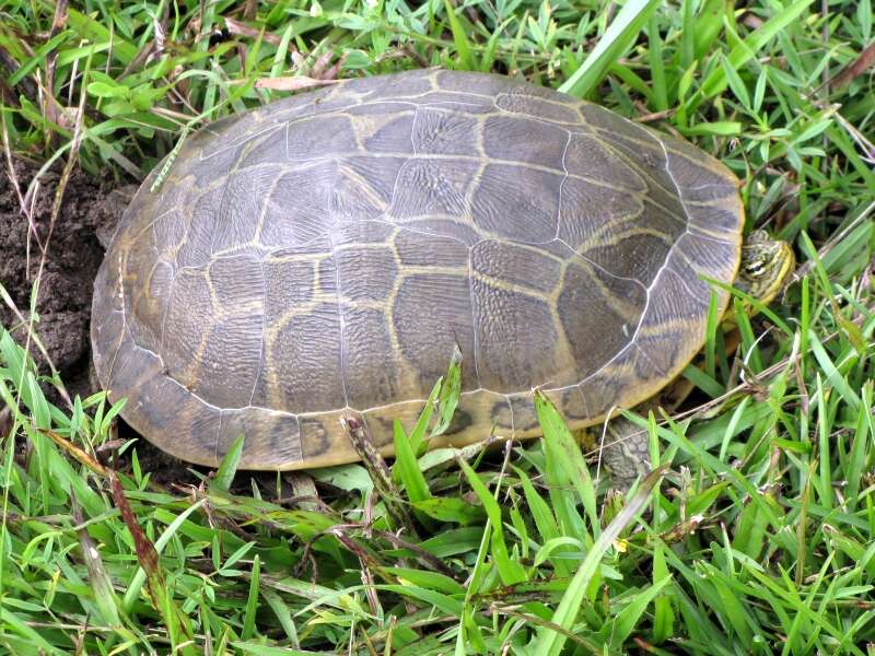 Image of Deirochelys