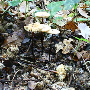 Image of Marasmius cohaerens (Pers.) Cooke & Quél. 1878