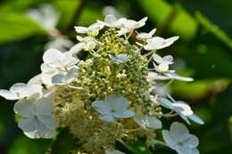 Image of panicled hydrangea