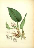 Image of Bulbophyllum reticulatum Bateman ex Hook. fil.