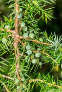 Image of Common Juniper