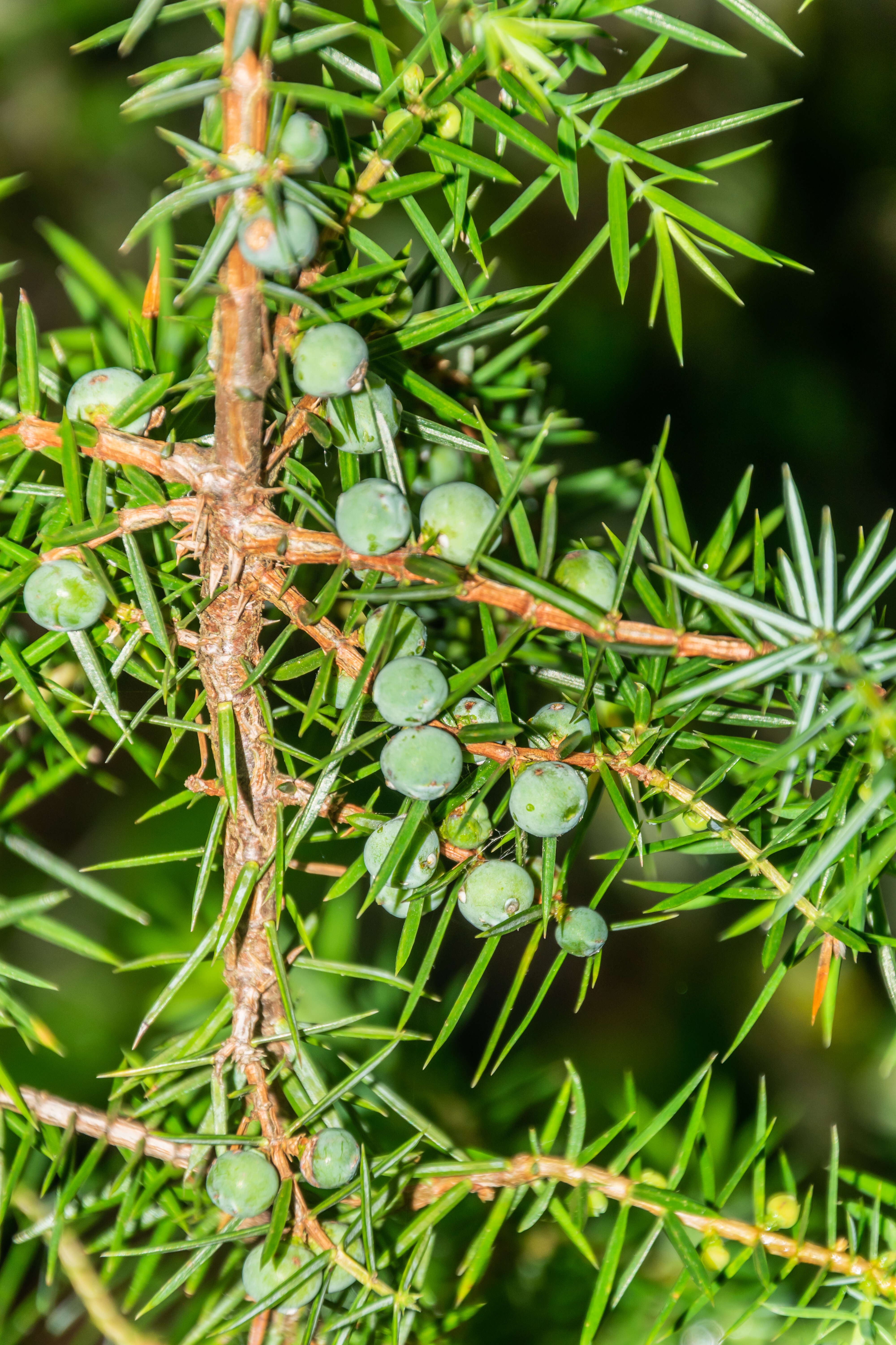 Image of Common Juniper