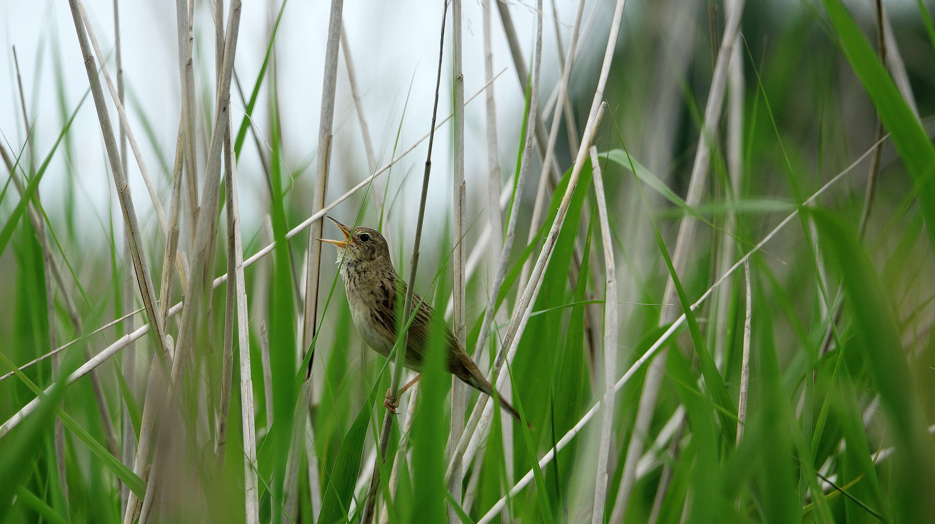 Image of Common Grasshopper Warbler