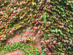 Image of Japanese Creeper