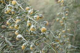 Image of Roman wormwood