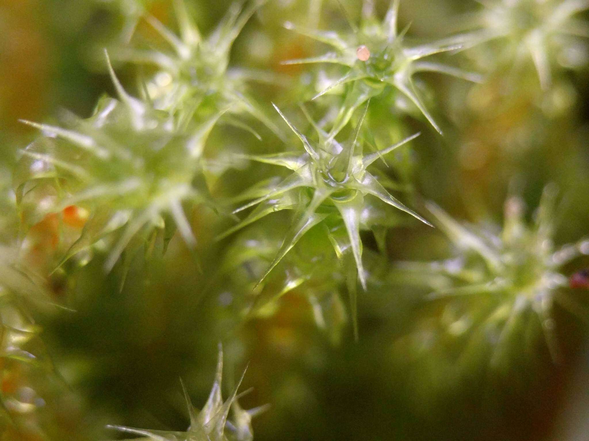 Image of square goose neck moss