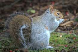 Image of Sciurus subgen. Sciurus Linnaeus 1758