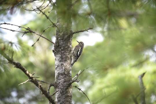 Image of Sapsucker