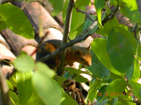 Image of Sciurus subgen. Tenes Thomas 1909