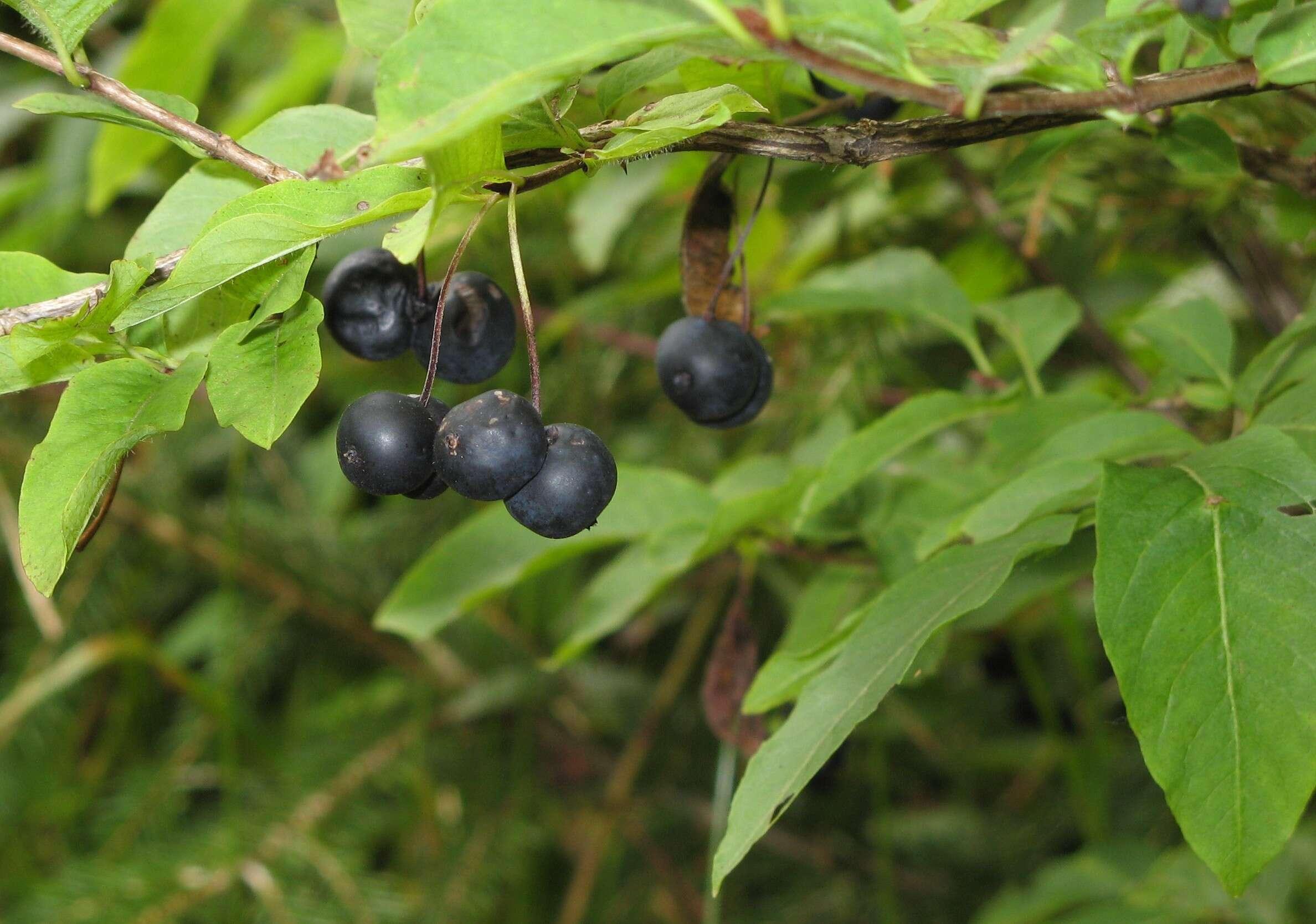 Lonicera nigra L. resmi